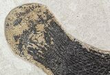 Rare, Fossil Gar (Lepisosteus) - Green River Formation #50686-3